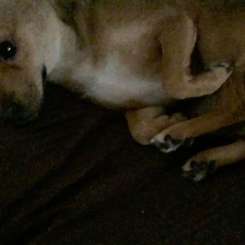 Meet your Posher, Raven